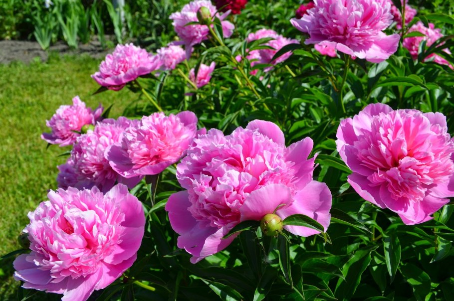 Пион Джокер