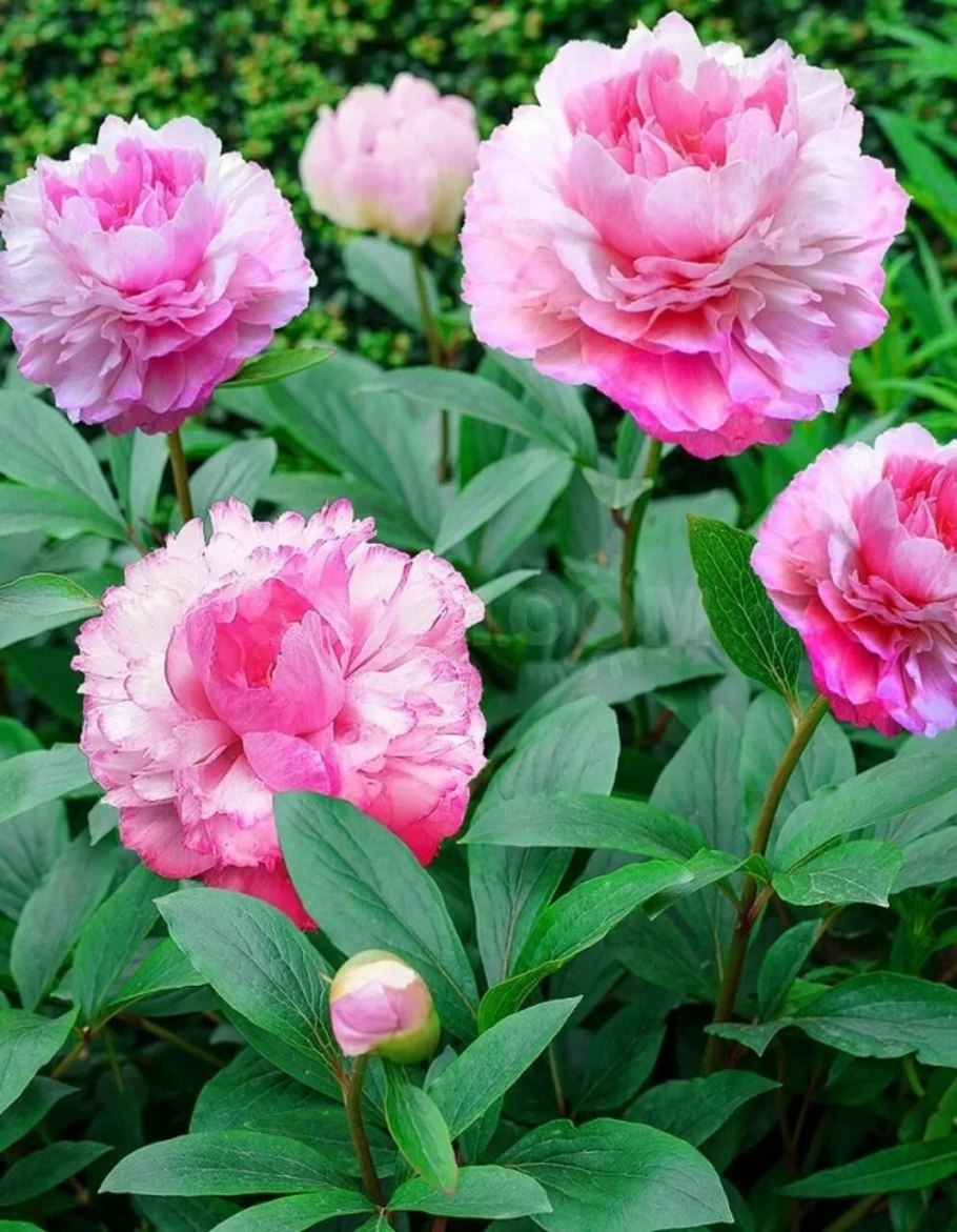 Пион травянистый Джокер