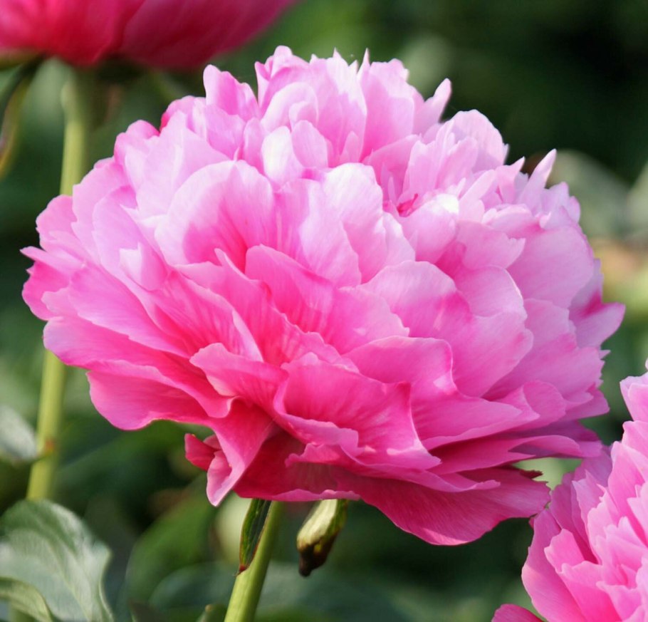 Пион Джокер фото