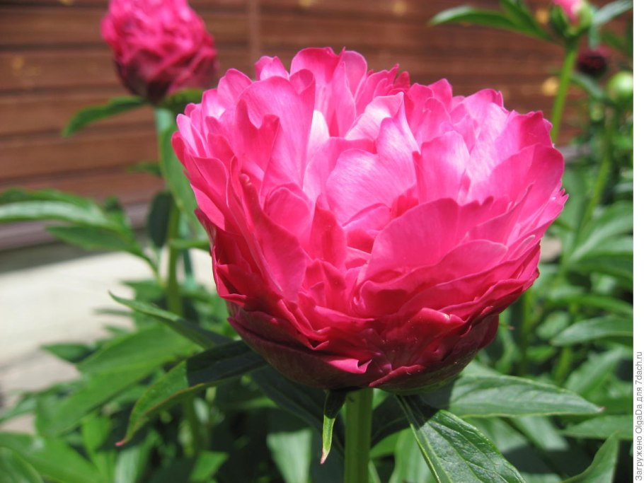 Пионы → травянистый Joker