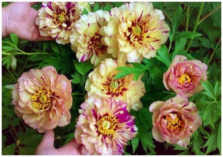 Пион Ито Лоллипоп