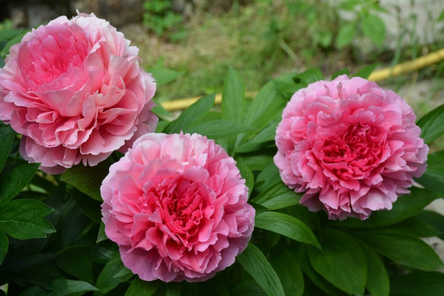 Пион Роуз Харт