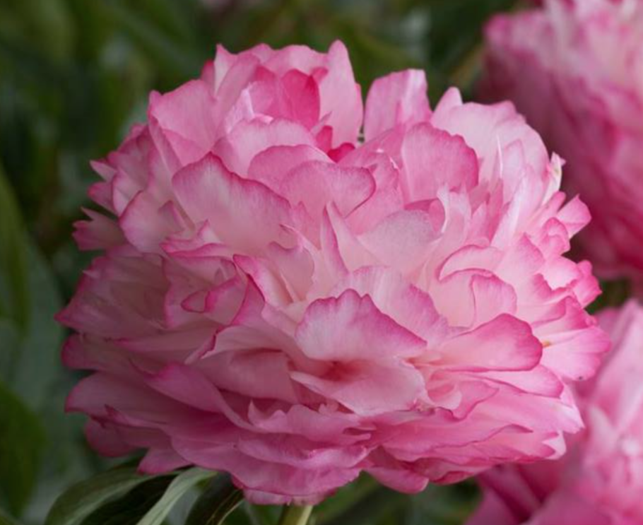 Пион Колонел Оуэн