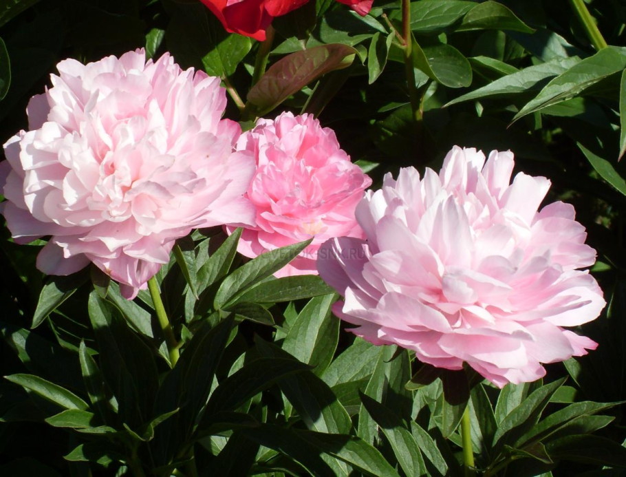 Пион Лорелея Paeonia Lorelei