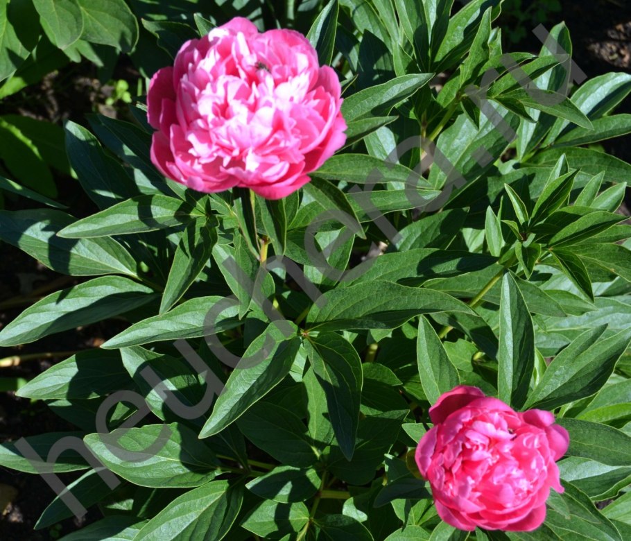 Пион (ботан.)