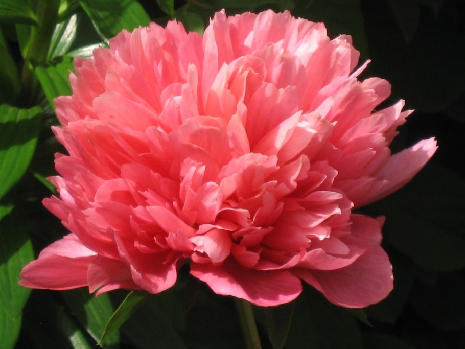 Пион Лорелея Paeonia Lorelei