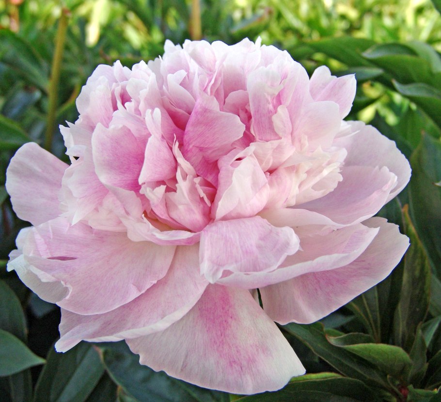 Пион сиинг Блю