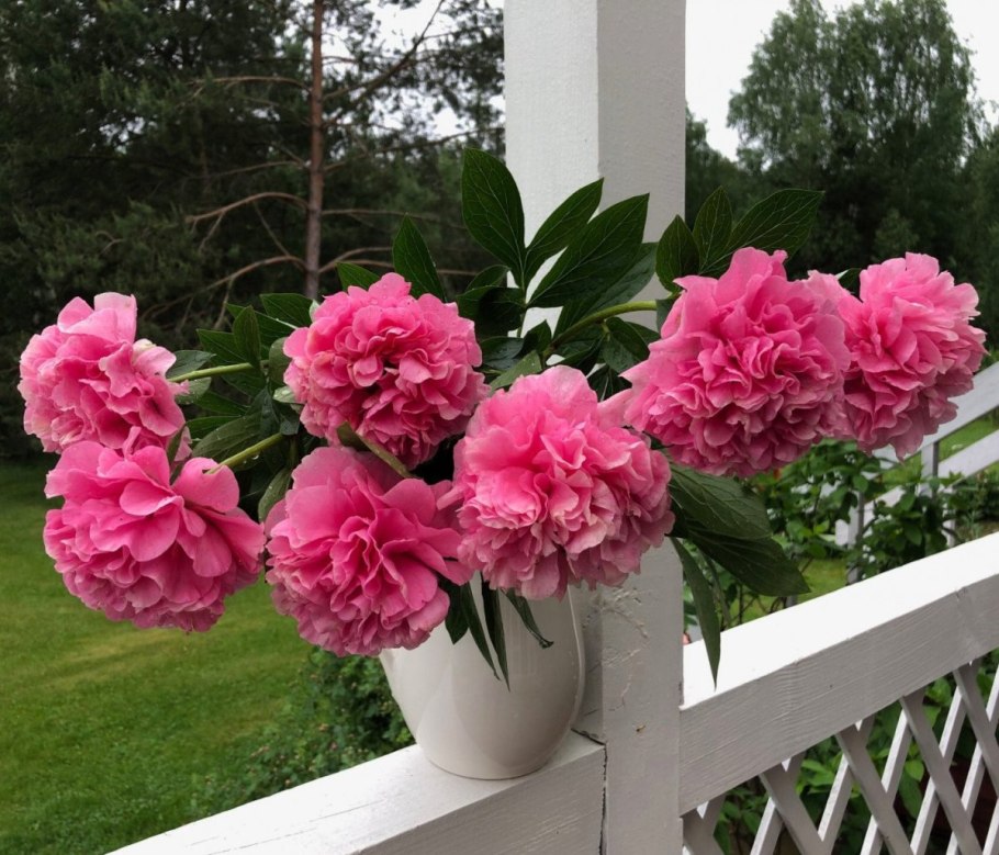 Пион Джокер