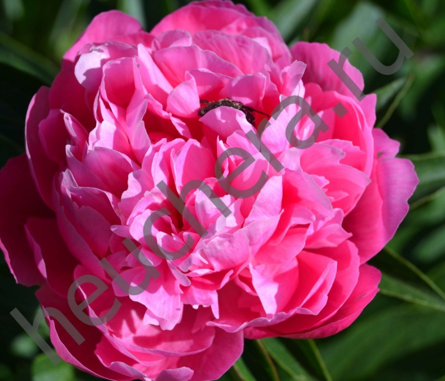 Пион розовая Жемчужина