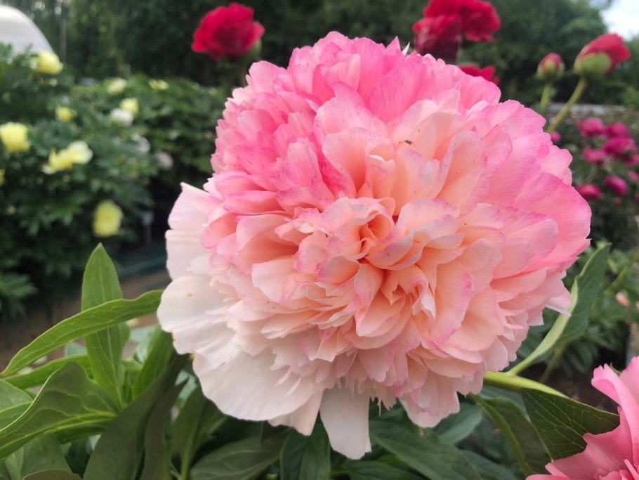 Пион селсон Глори