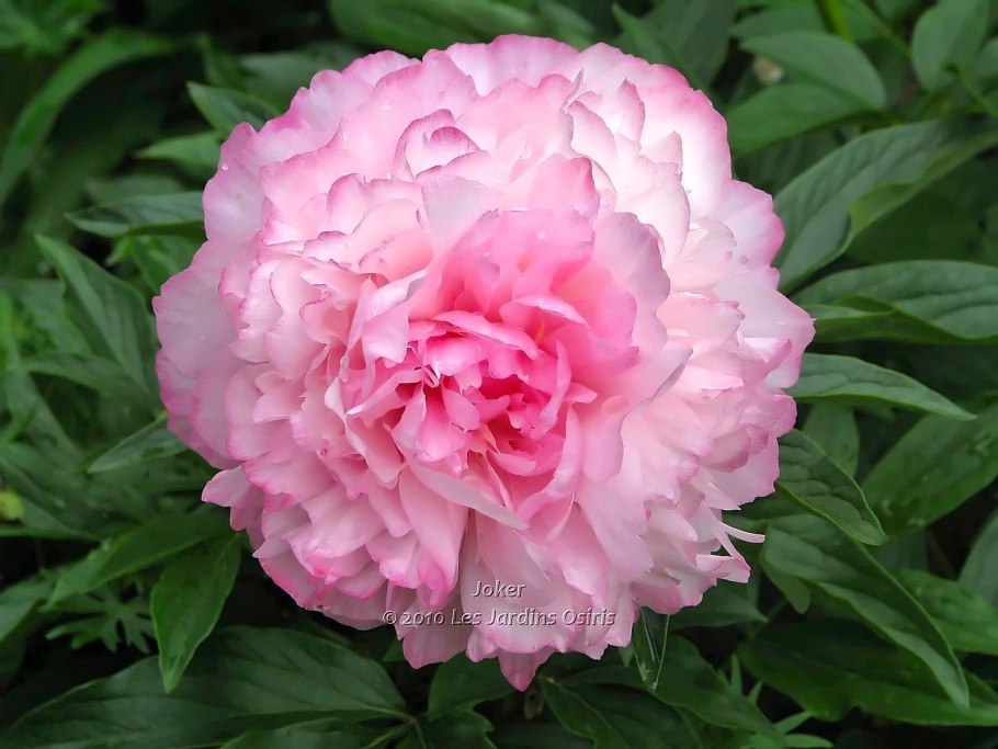 Пион травянистый Джокер