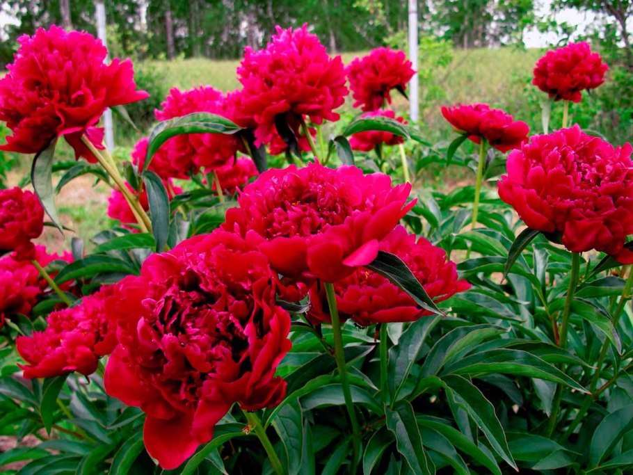 Пион Сара Бернар красный