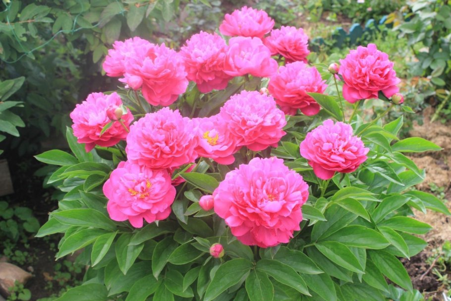 Пион молочноцветковый Уайт кэп