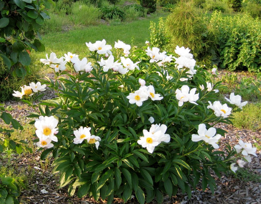 Пион молочноцветковый Сара Бернард