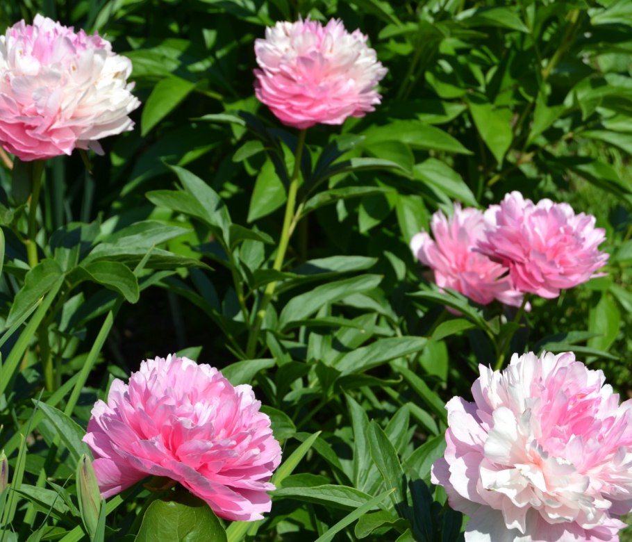 Пион Джокер