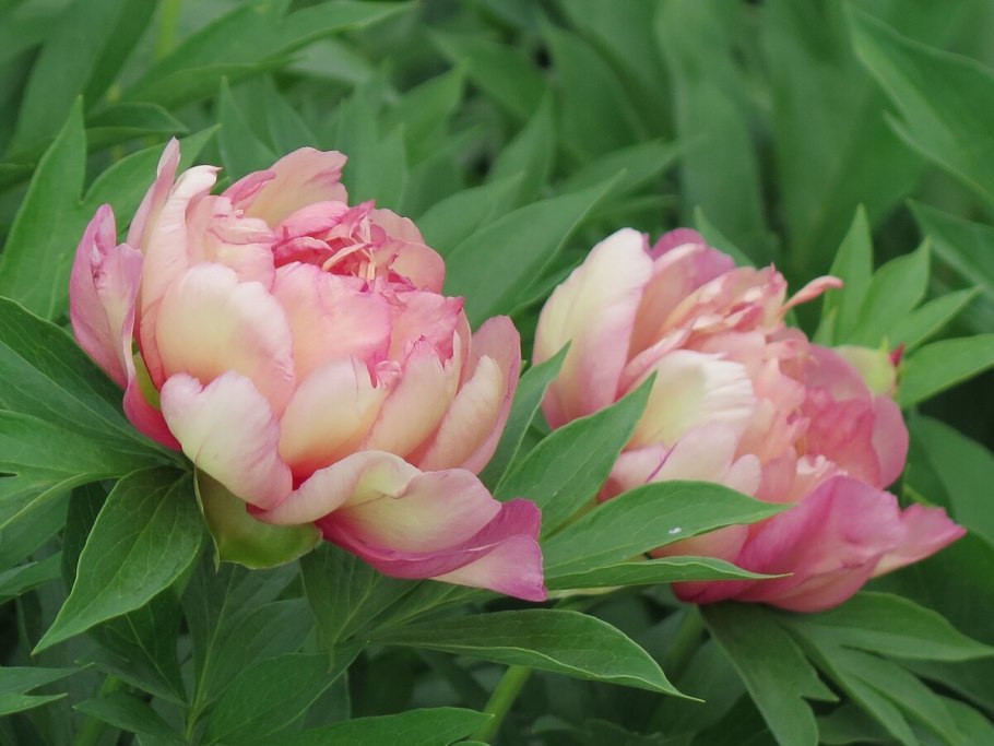 Пион Баядера