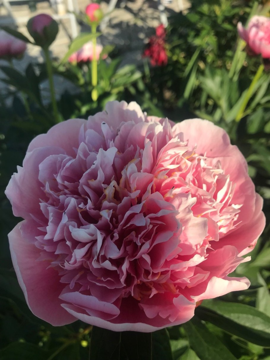 Пион Этчед Салмон