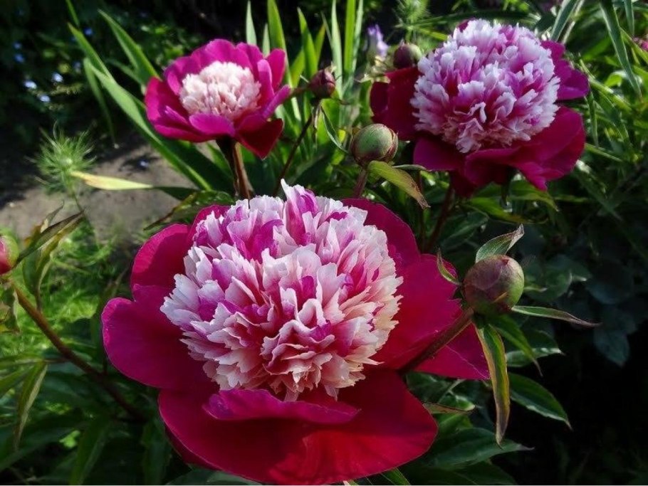 Пион травянистый Уайт кэп