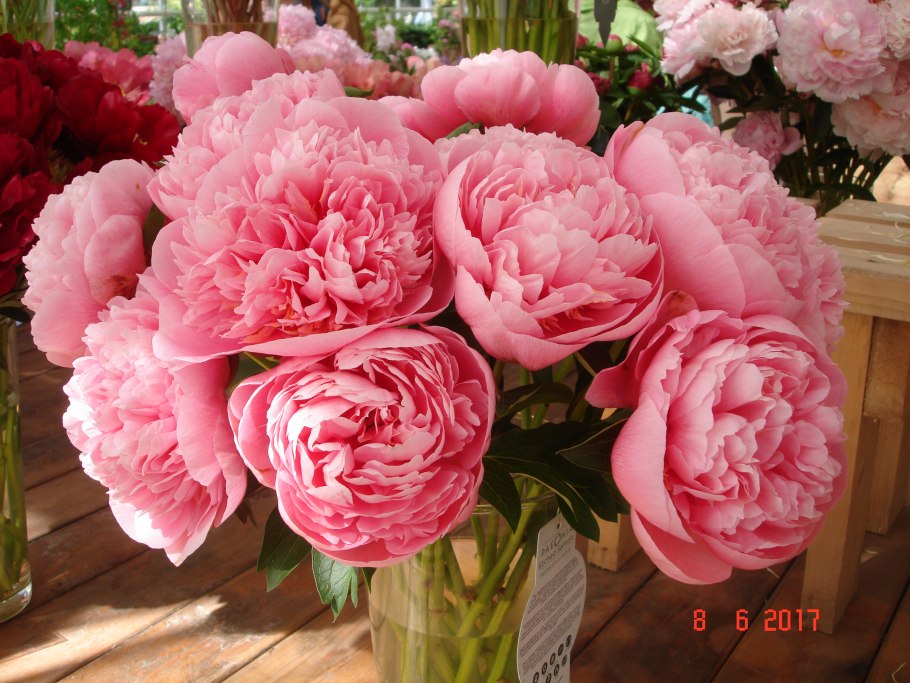 Пион Этчед Салмон Etched Salmon