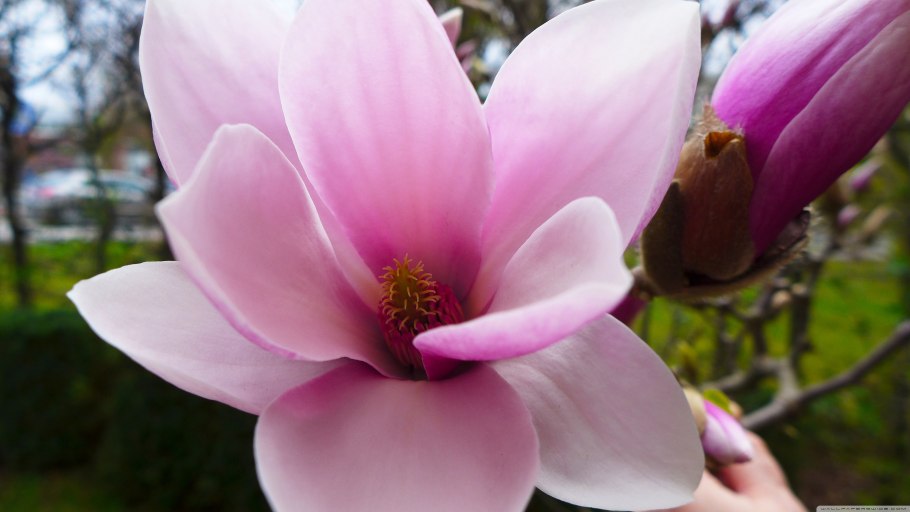 Магнолия бордовая