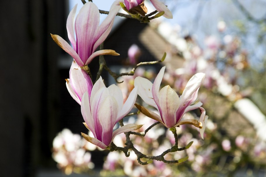 Магнолия Свит Валентин