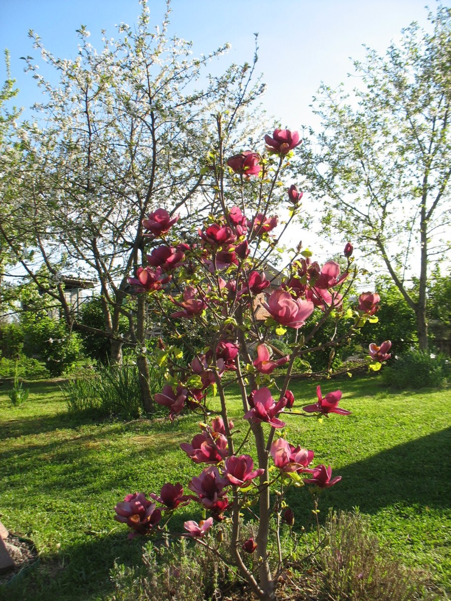 Магнолия Суланжа сатисфактион