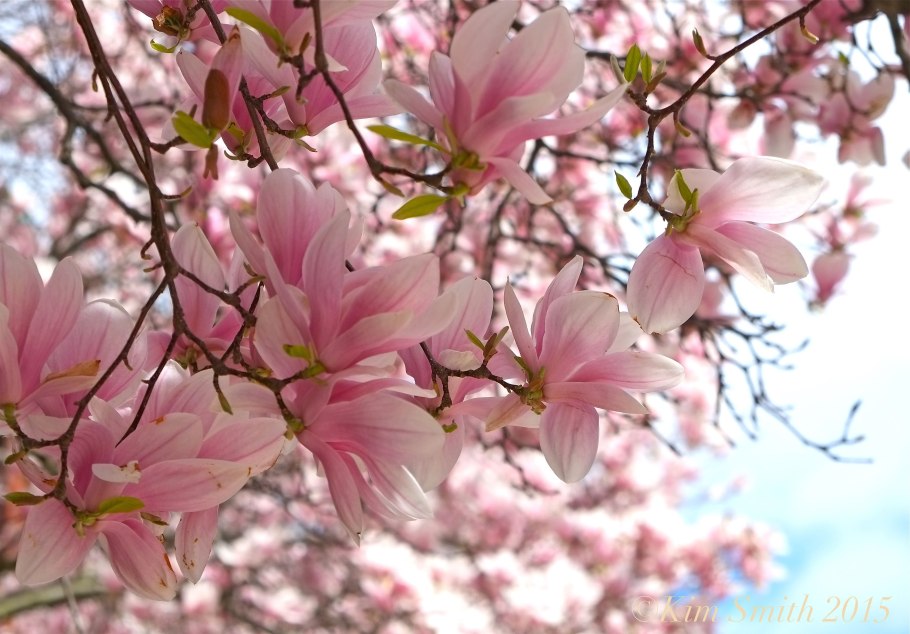 Магнолия Суланжа