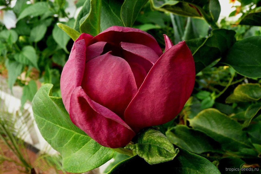 Магнолия Суланжа Дженни