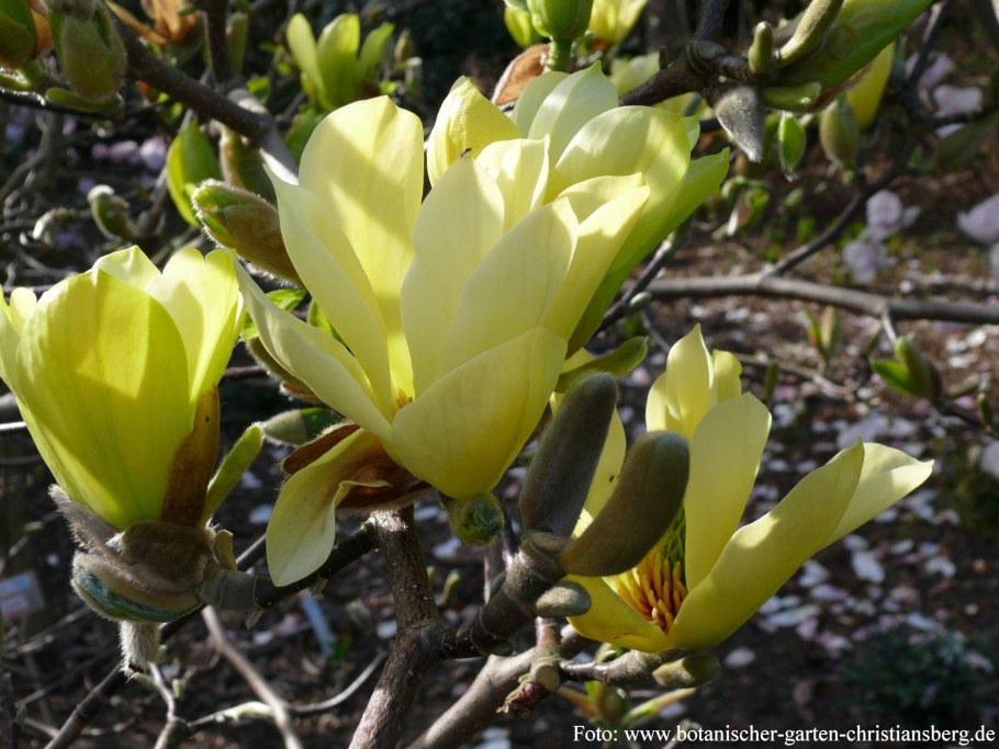 Цветы Магнолия лилиецветная Бетти