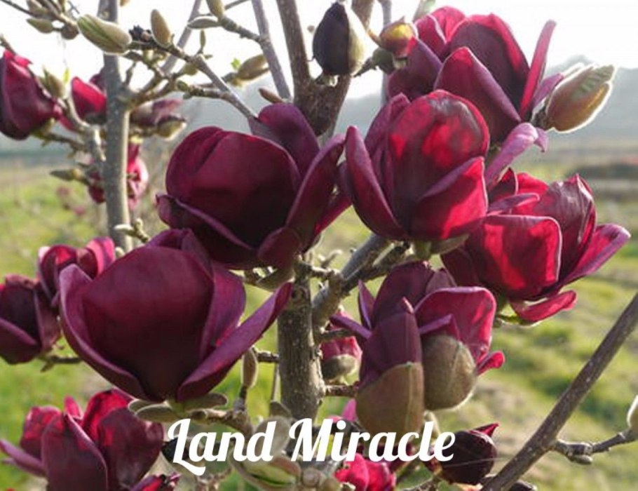 Magnolia soulangeana Genie