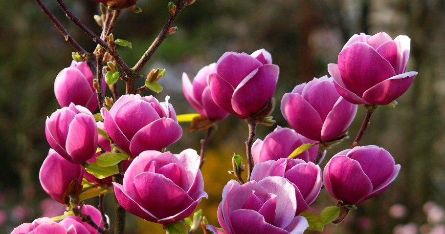 Магнолия Суланжа Дженни