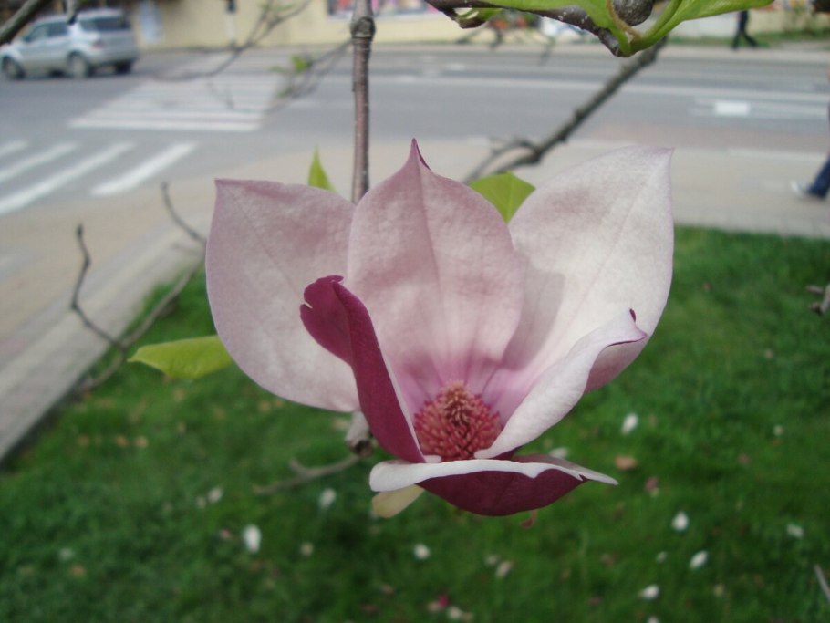 Магнолия обратнояйцевидная куст