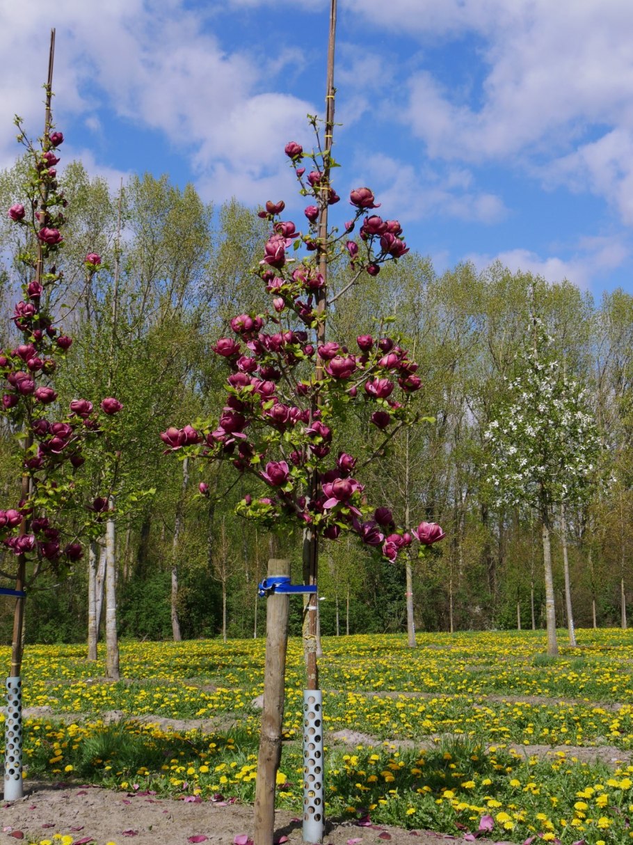 Магнолия гибридная Genie