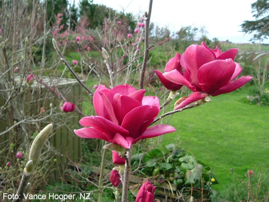 Магнолия Суланжа Рубра