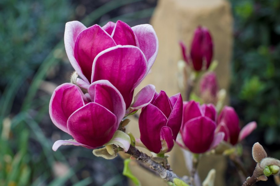 Магнолия Блэк Тулип