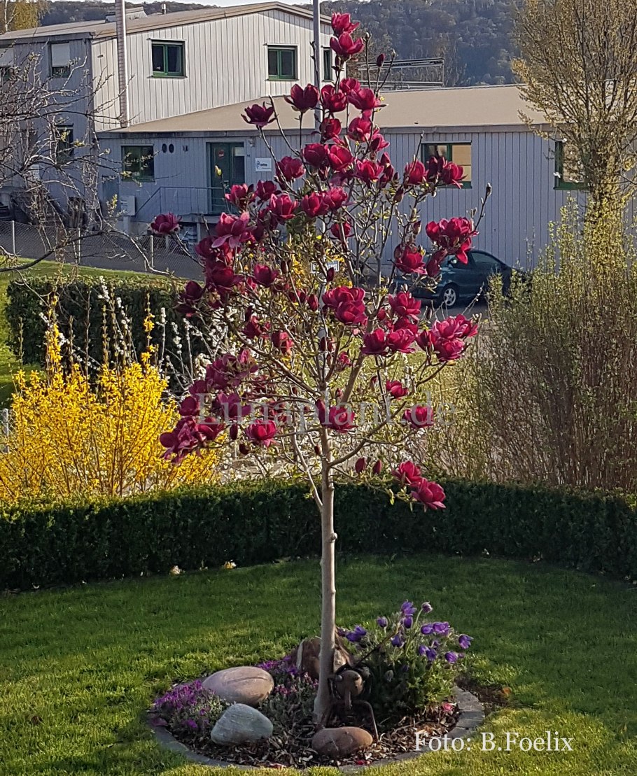 Магнолия Суланжа Рустика Рубра