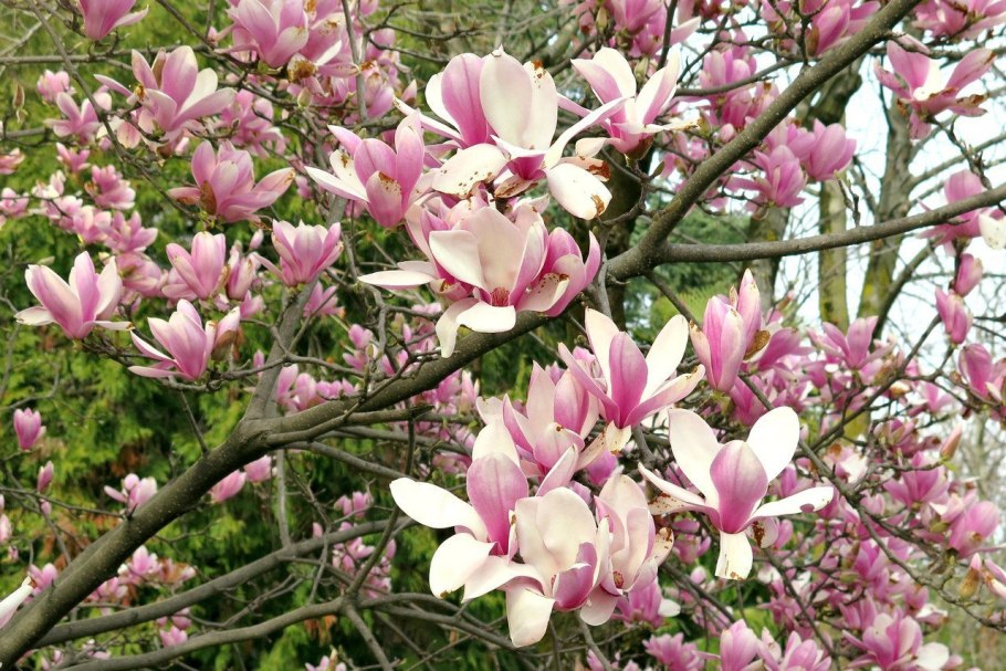 Магония Суланджа джент