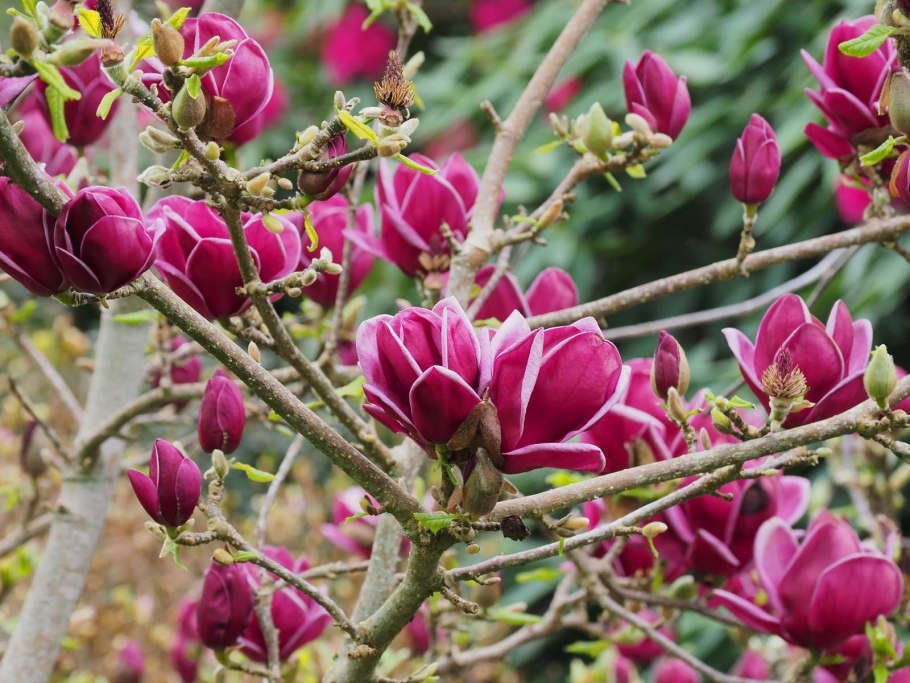 Магнолия Суланжа Genie