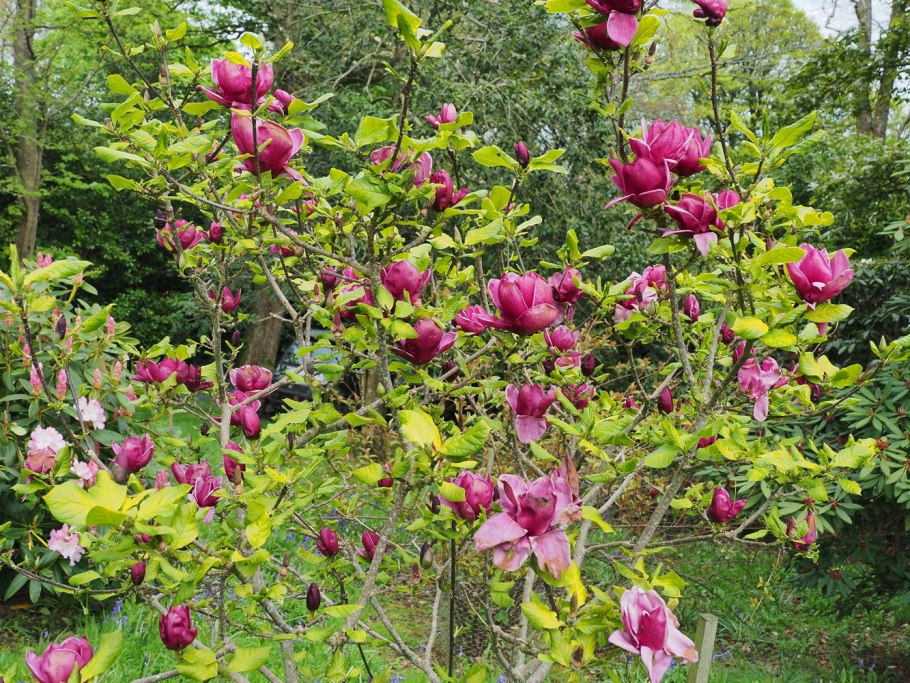 Магнолия Кобус Суланжа