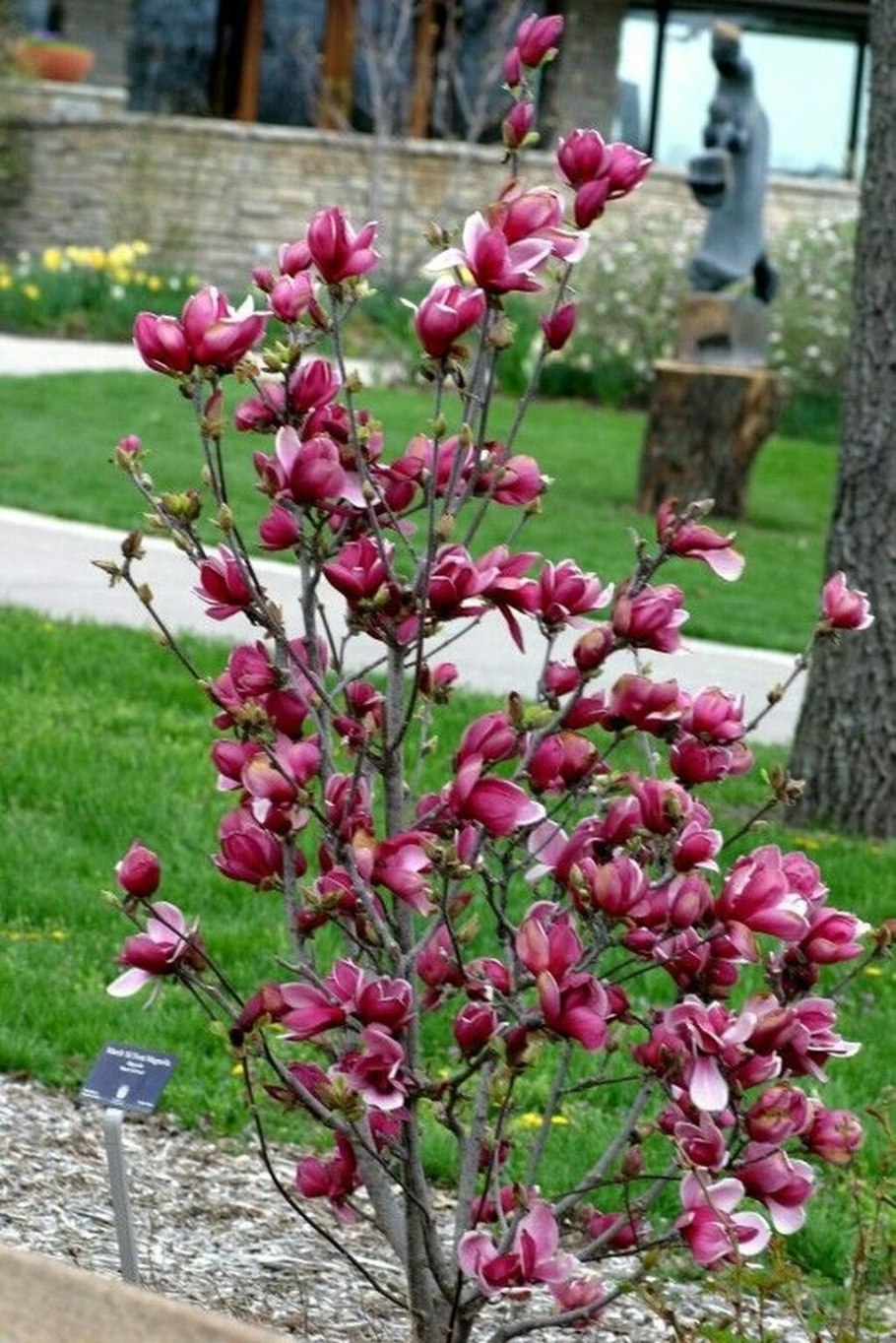 Магнолия Brooklynensis Elizabeth