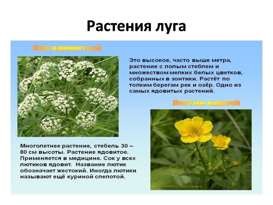 Луговое растение описание