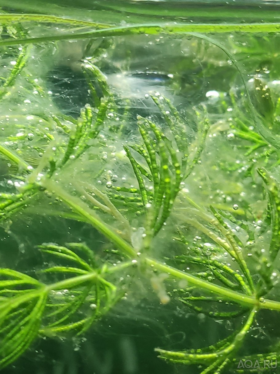 Аквариумная водоросль Жасмин