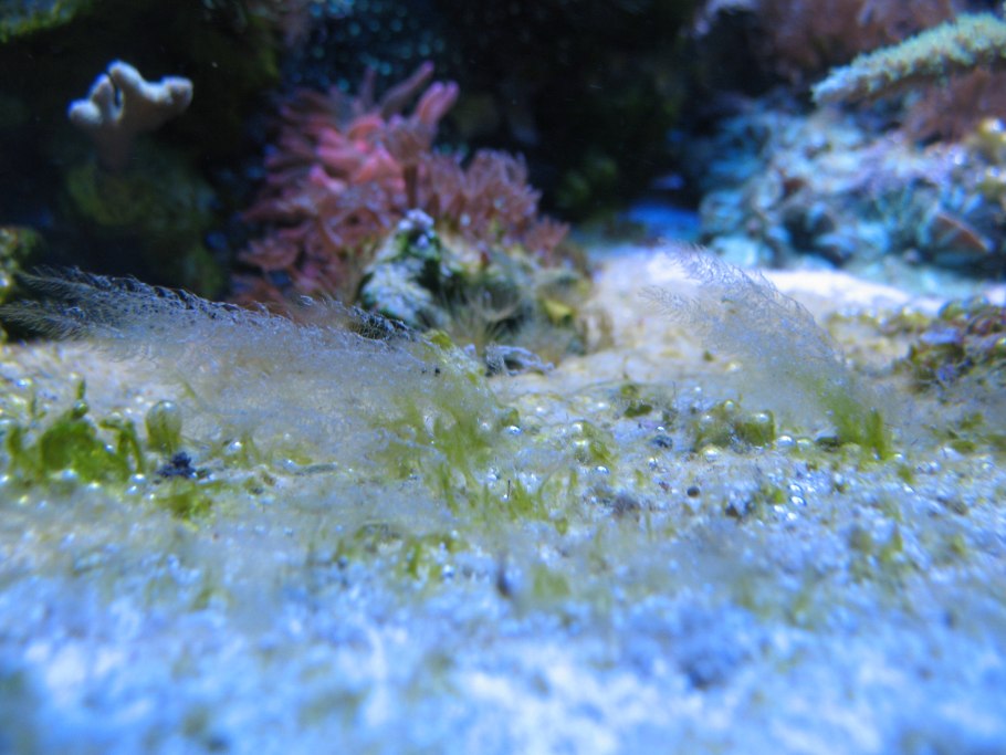 Пузырьки воздуха в морском аквариуме