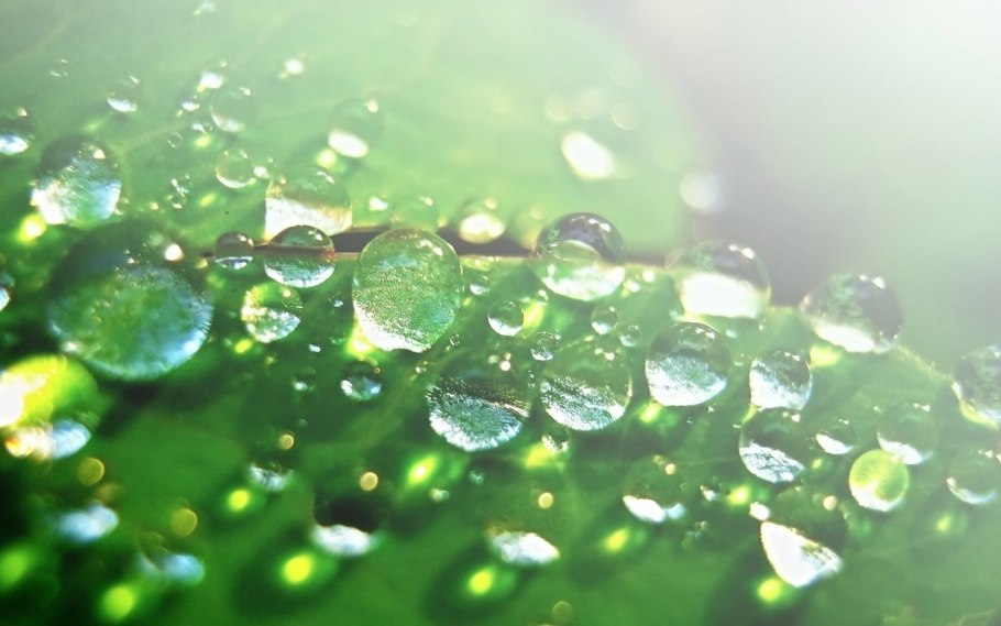 Капли воды на зеленом
