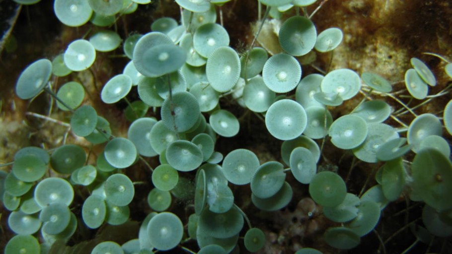 Ацетабулярия водоросль