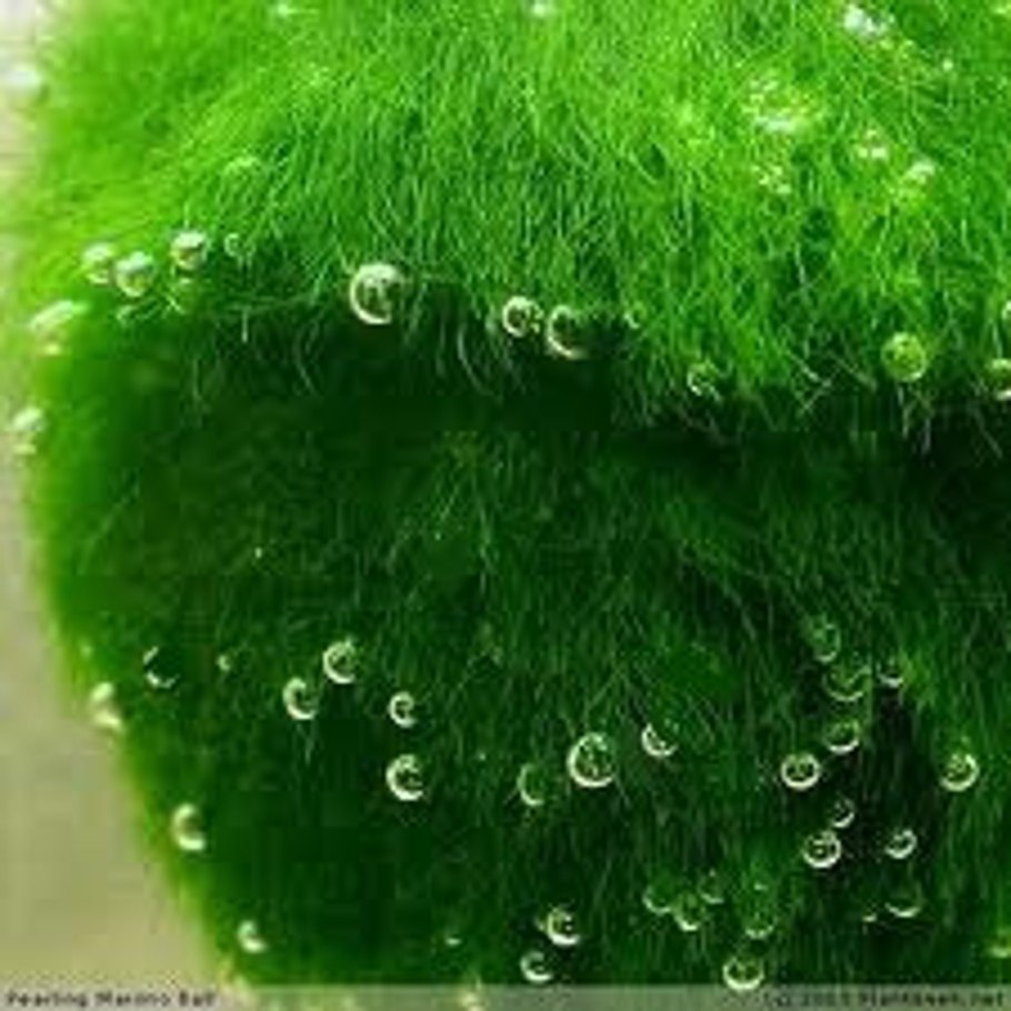 Зеленые водоросли кладофора