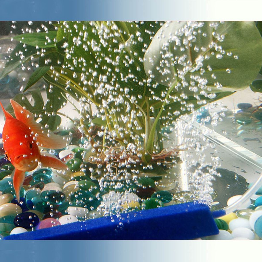 Роса на листьях хосты