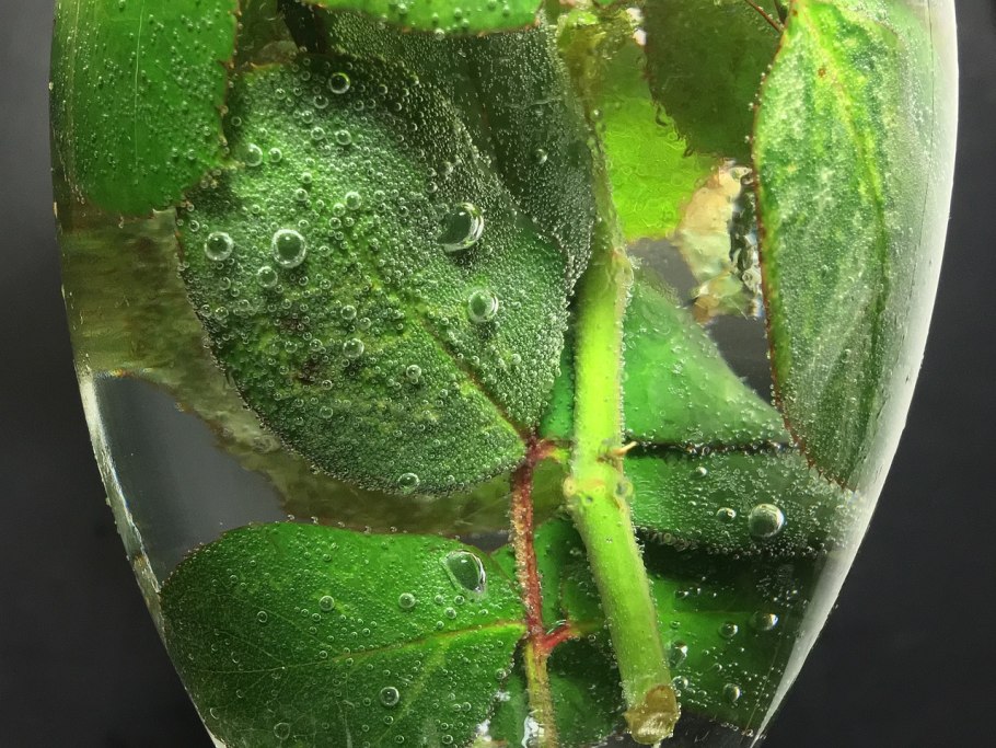 Пузыри на листьях