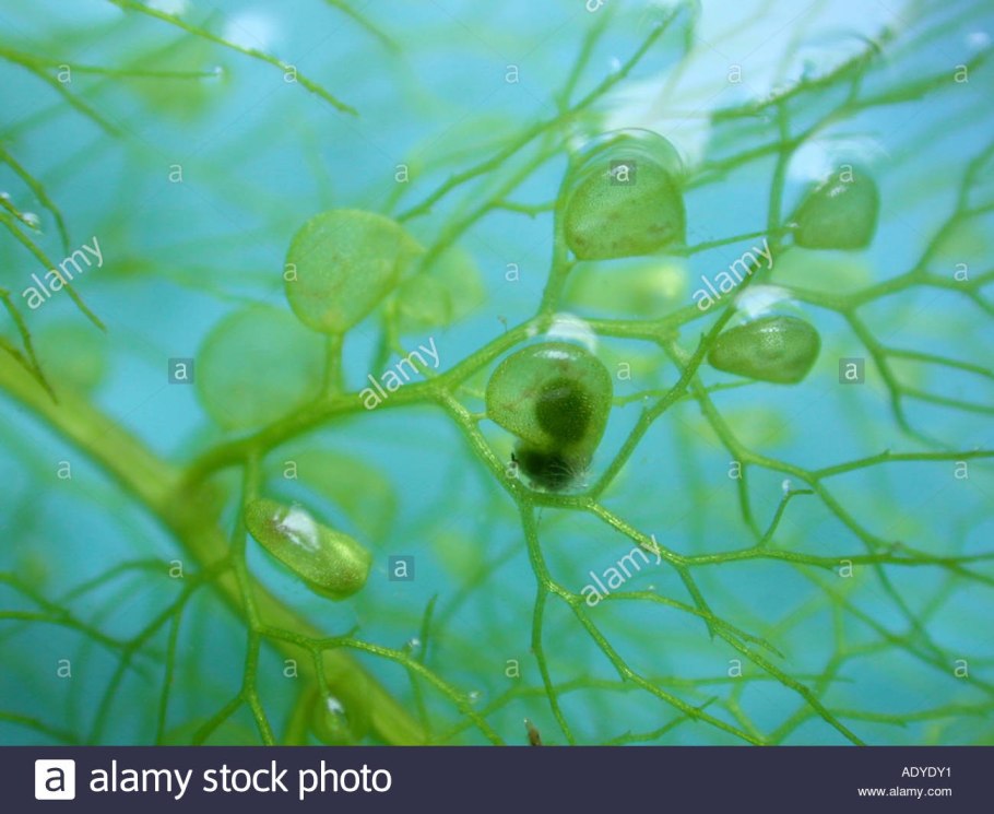 В почве есть воздух