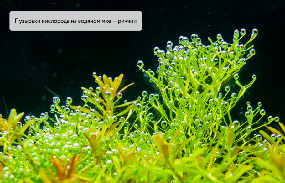 Росинка на траве